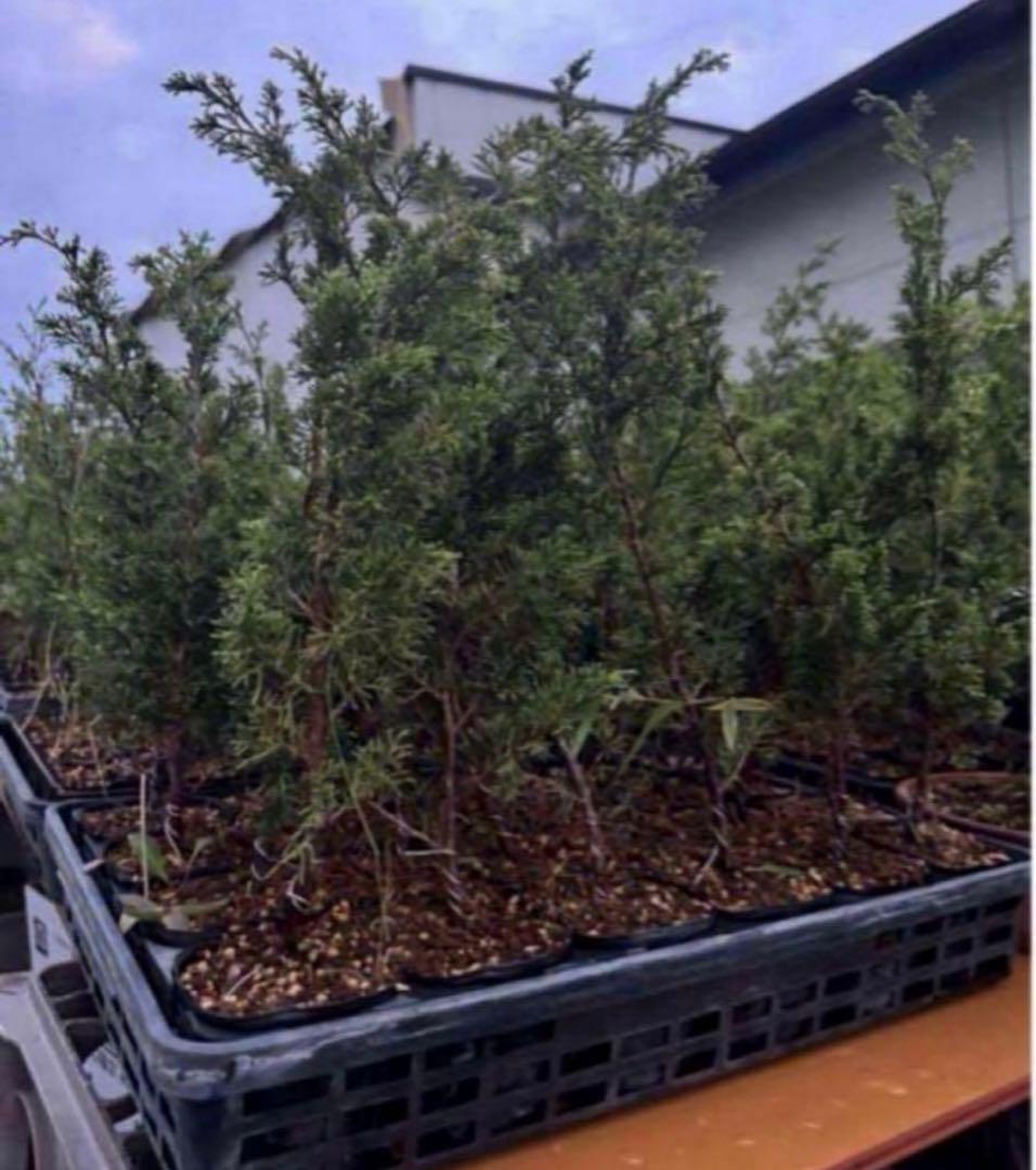 糸魚川真柏　１０本のみ　樹高　約30~45cm 苗　苗木　小品盆栽　種　盆栽素材