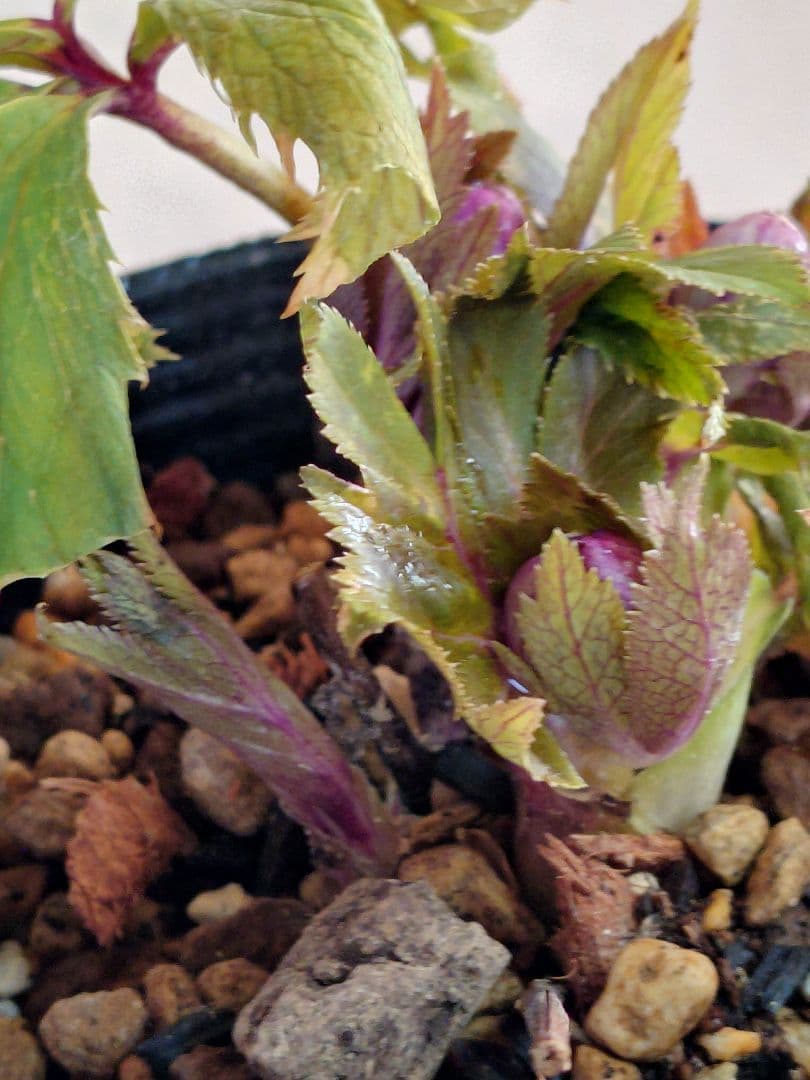 K*i様 クリスマスローズ株分け