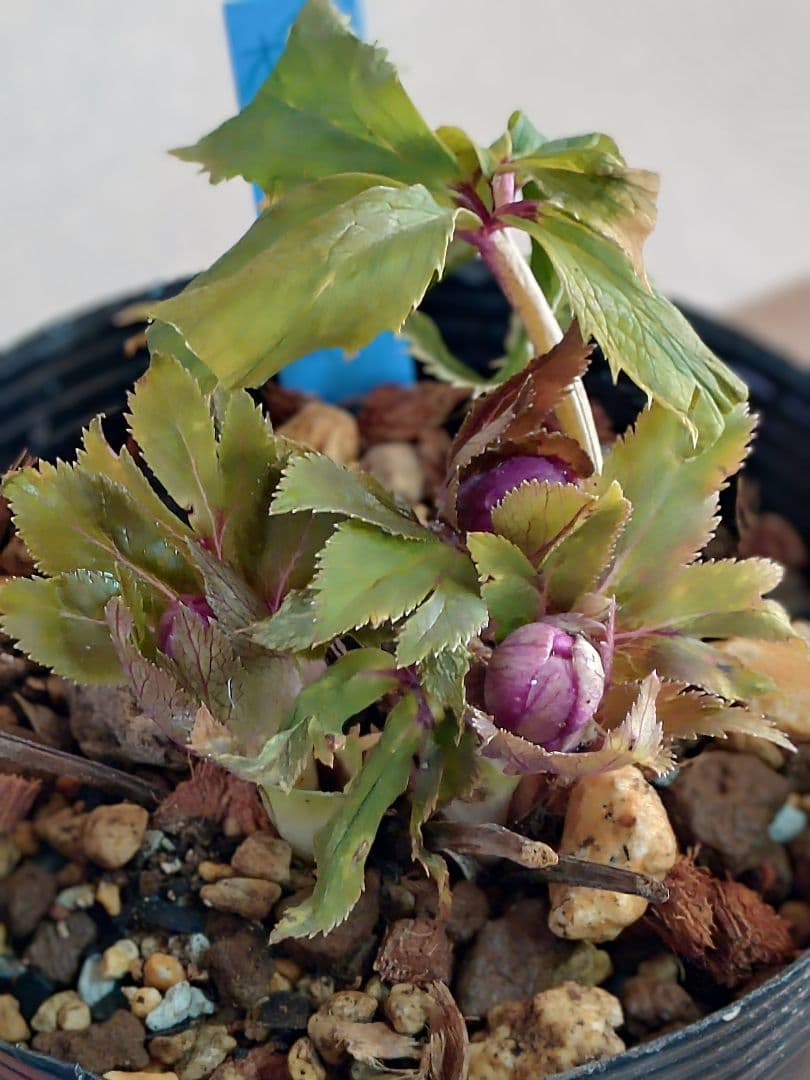 K*i様 クリスマスローズ株分け