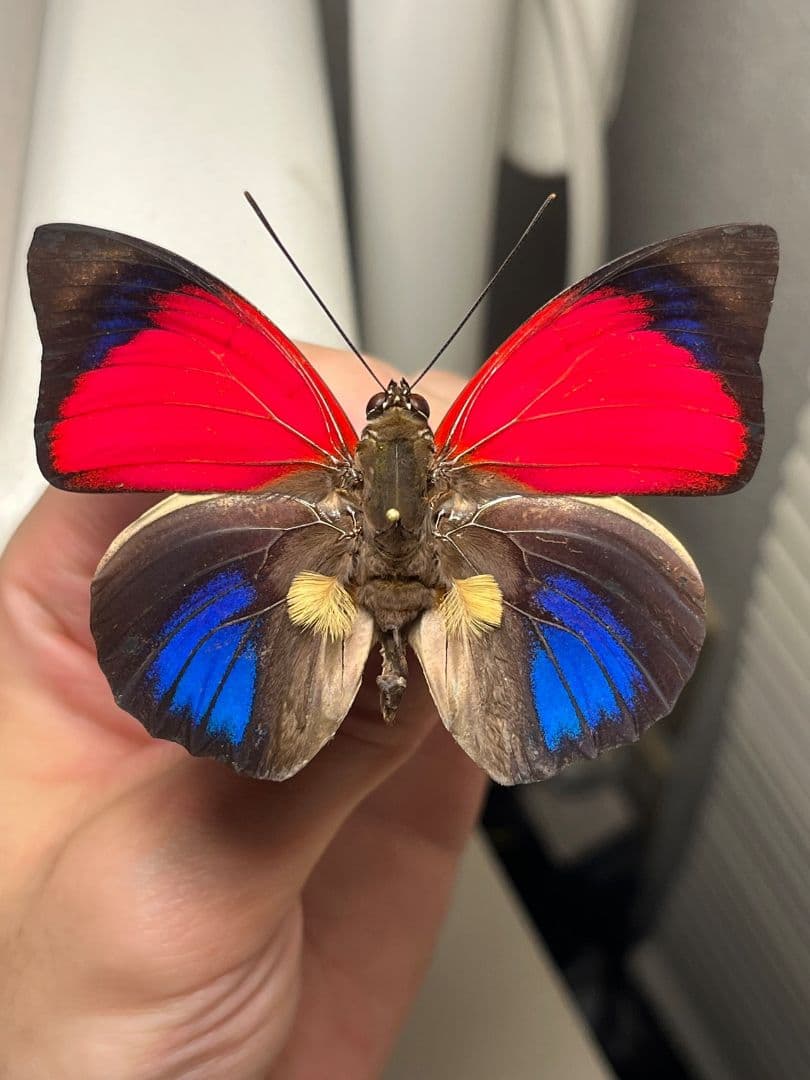 アグリアスクラウディナサルダナパルス♂ ミイロタテハ 蝶標本 甲虫