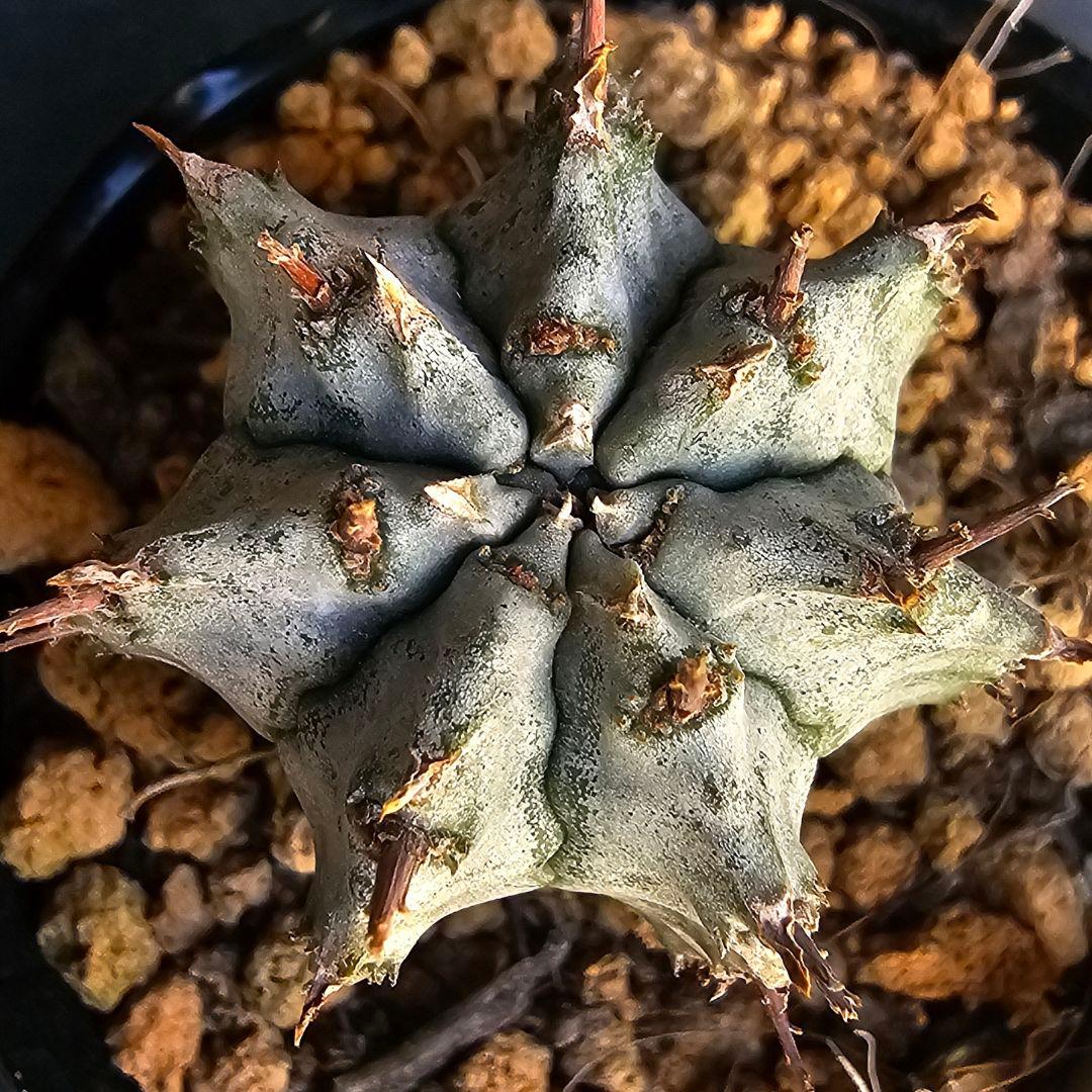 メルカリ便発送&ロウルサンコさんラベル付き☆ユーフォルビア ホリダ ビックバン