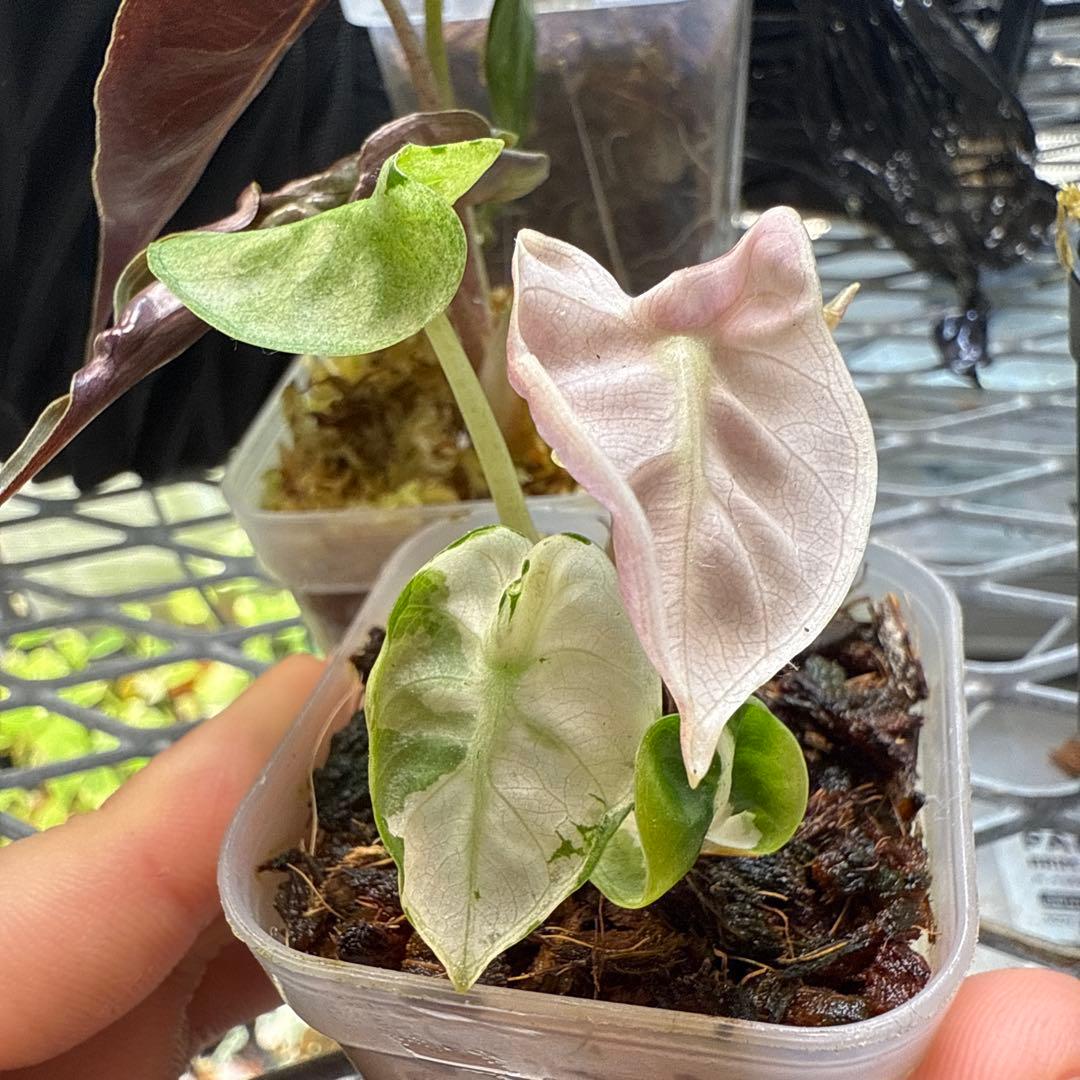 じ*む様 格安 アロカシア ハートバルーン ピンク