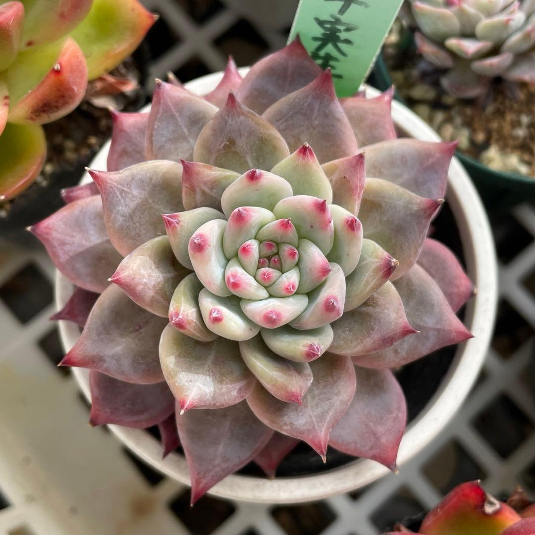 R*！様 エケベリア　リンゼアナ実生　多肉植物