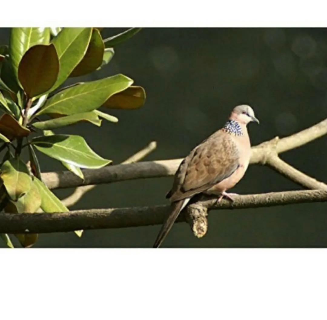 1600まで見える！FUJIFILMカメラをお持ちの方におすすめ！カメラ初心者