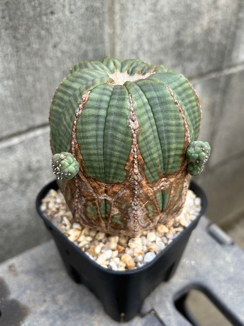 ♀ オベサ ユーフォルビア