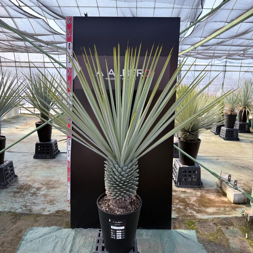 【AL1171】ユッカ　リギダ