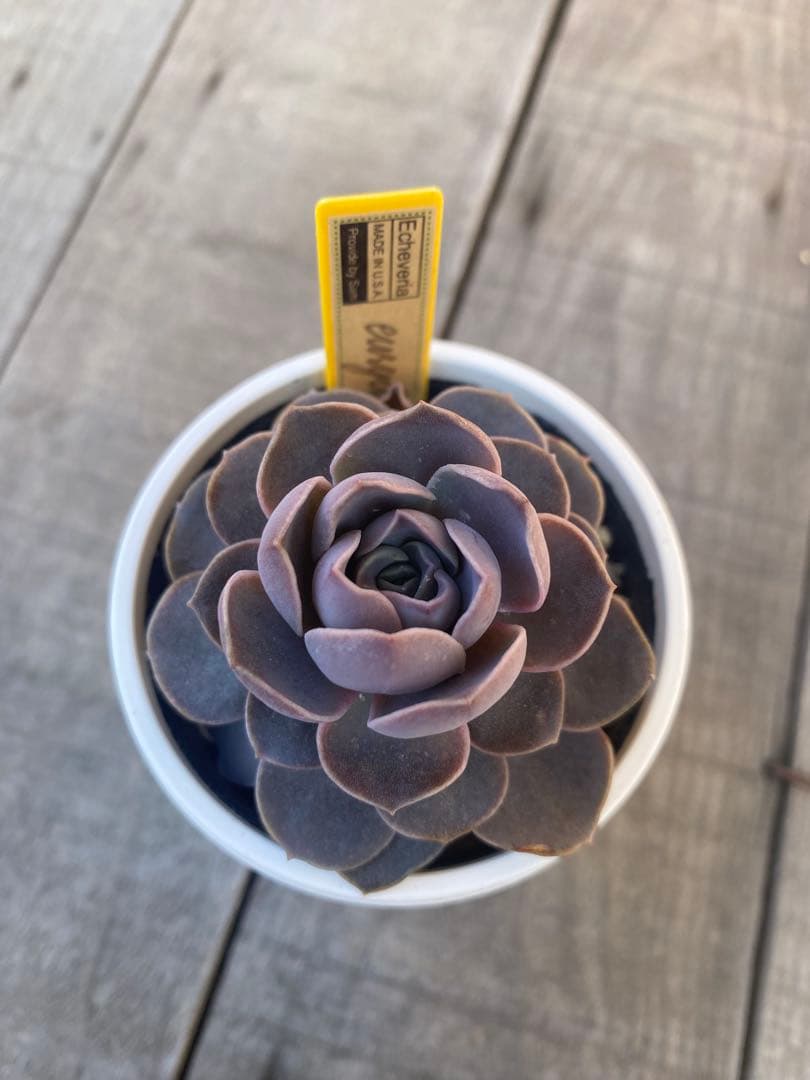 リクエストラスト希少　eurychlamys エリキュラミス　カリフォルニア輸入