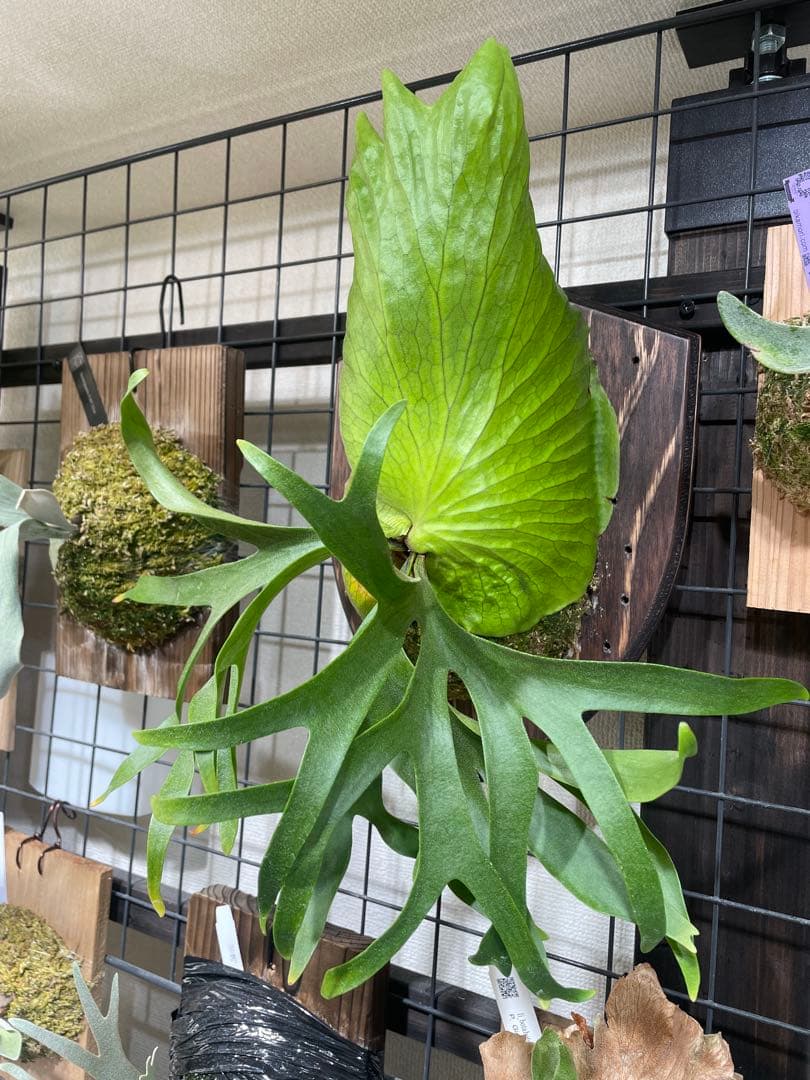 koukinkin　ビカクシダ　coronarium koala